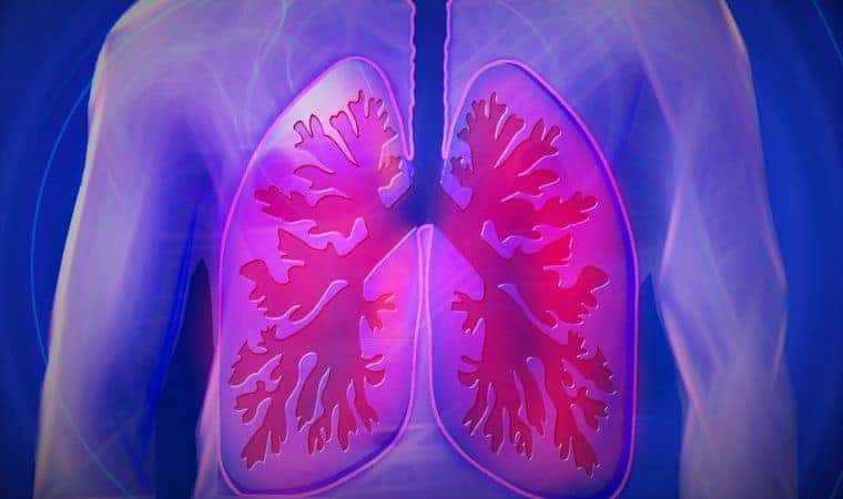 lungs in the upper body